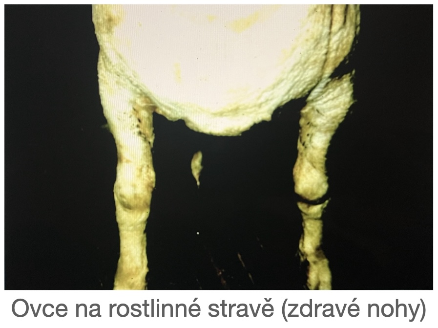bez osteoporózy